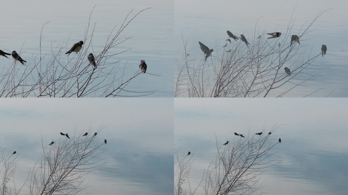 湖边的燕子