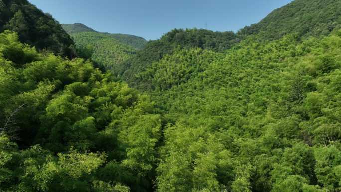 航拍江南竹林竹山竹海毛竹山生态自然原素材