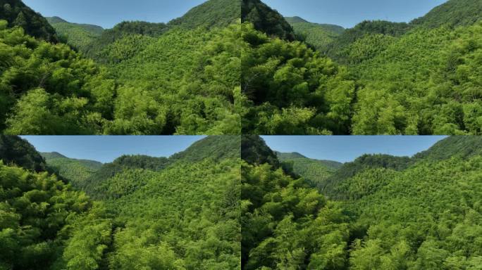 航拍江南竹林竹山竹海毛竹山生态自然原素材