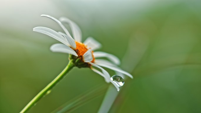 从草地上的雏菊花上落下的水滴