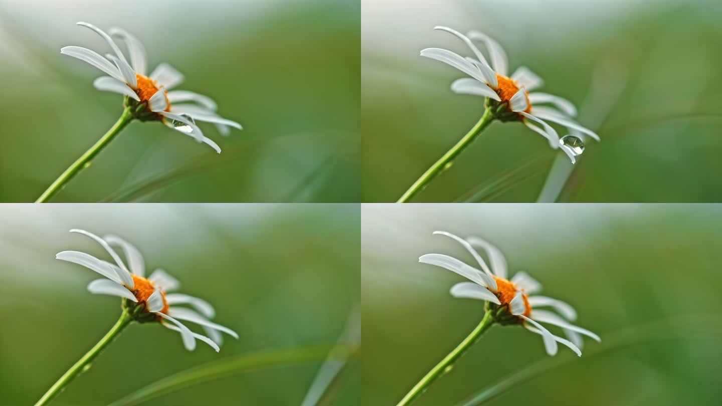 从草地上的雏菊花上落下的水滴