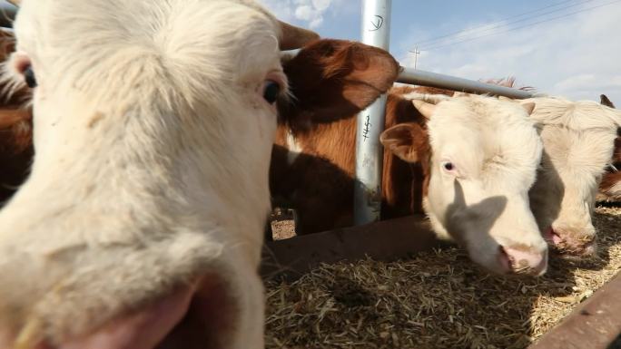 新型畜牧业  牛养殖基地 养牛专业化