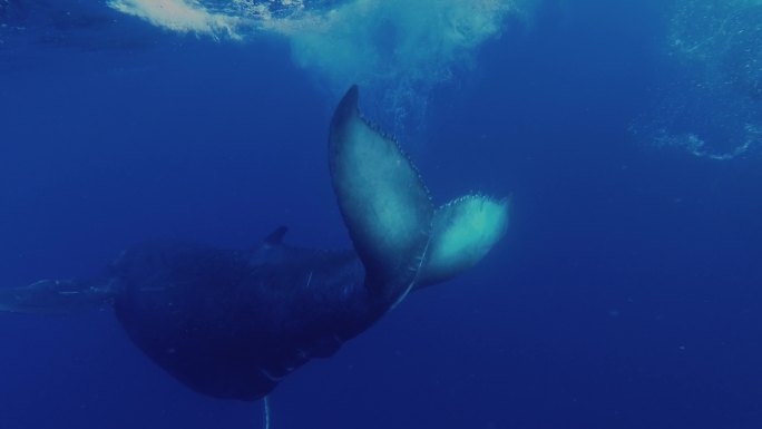 大翅鲸带着鲸鱼宝宝在海里翻滚戏水