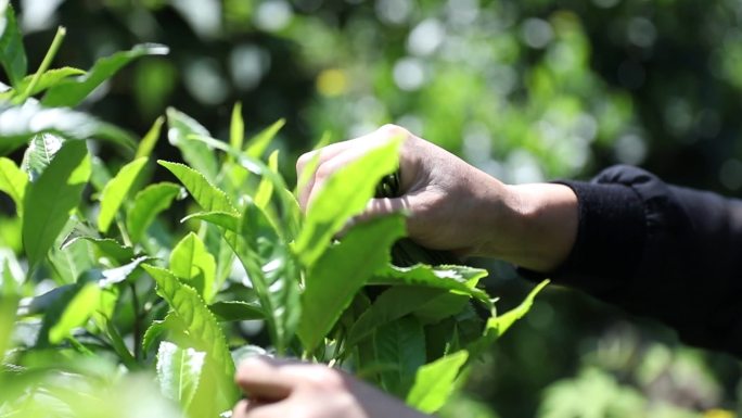 实拍十大名茶太平猴魁嫩芽采摘