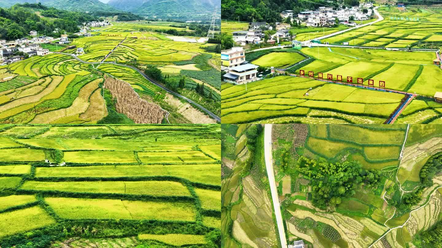 美丽乡村田园风光水稻丰收稻谷熟了