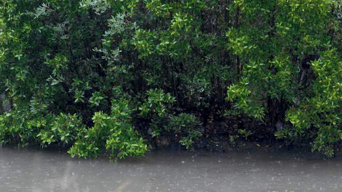 雨中红树林