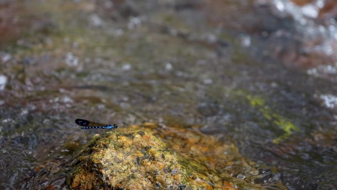 小溪流岩石上的小蜻蜓