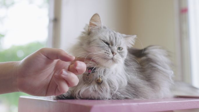 波斯猫被陌生人惹恼了