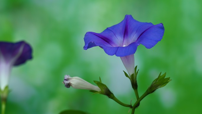 牵牛花延时视频