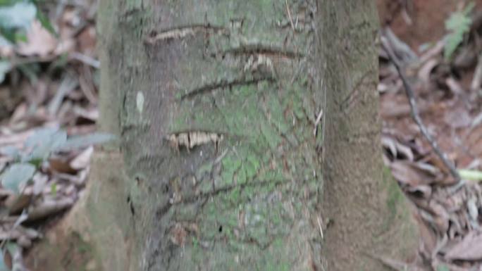 天然虫蛀的沉香树