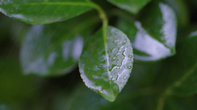 雨中树叶