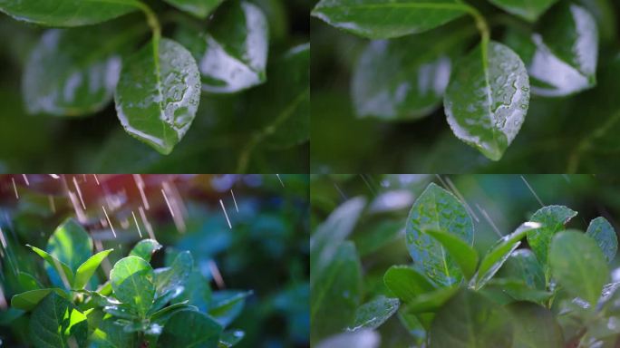 雨中树叶