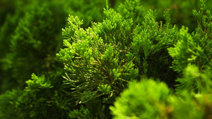 树叶森林植物原始森林阳光树叶唯美写意生命