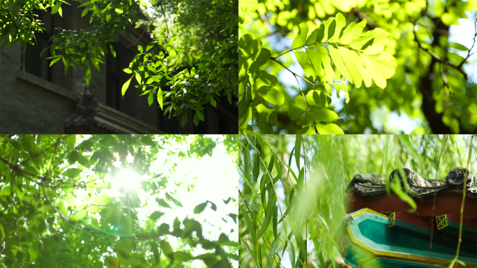 树叶森林植物原始森林阳光树叶唯美写意生命