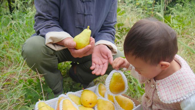 软香太婆梨