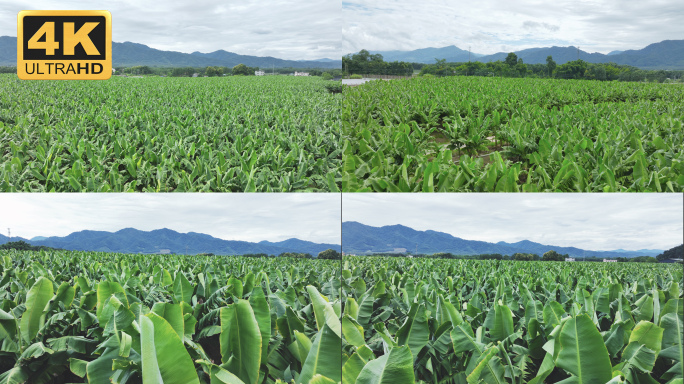 【5K】香蕉产业，橡胶种植基地航拍