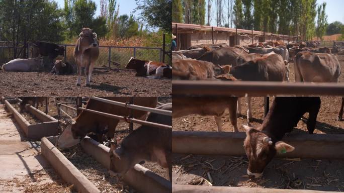 4K新疆牧民牛圈