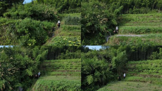 实拍皖南村民上山劳作