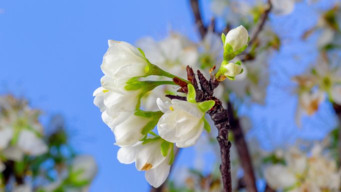 在蓝色背景上，梅花开花、生长和旋转的4k时间间隔。盛开的小白花。时间间隔为9:16。