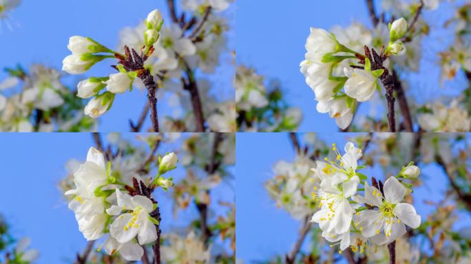 在蓝色背景上，梅花开花、生长和旋转的4k时间间隔。盛开的小白花。时间间隔为9:16。