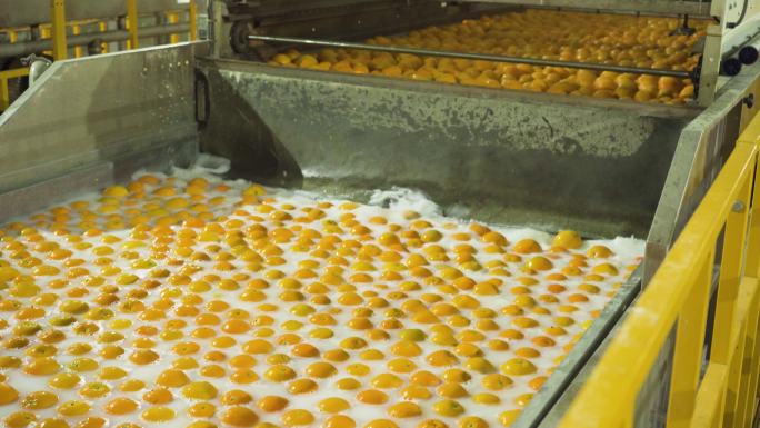 橙子清洗消毒加工厂4K