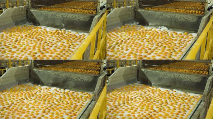 橙子清洗消毒加工厂4K