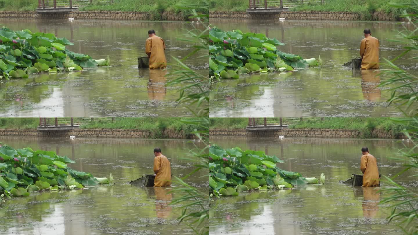 池塘中的捞鱼人