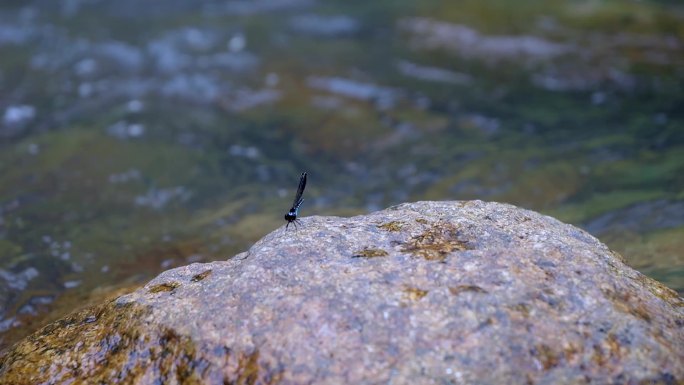 河上石头上的小蜻蜓