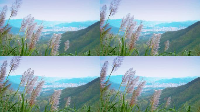 葵山12 山上的狗尾巴草