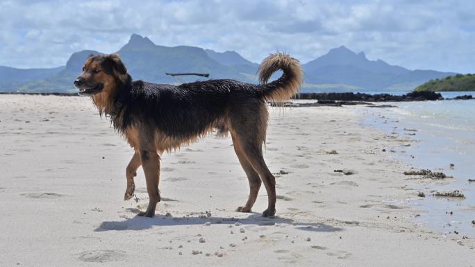 沙滩上抖甩海水的狗