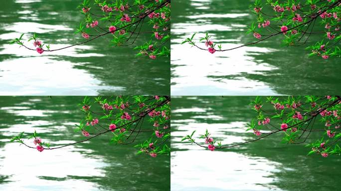 西湖边盛开的桃花