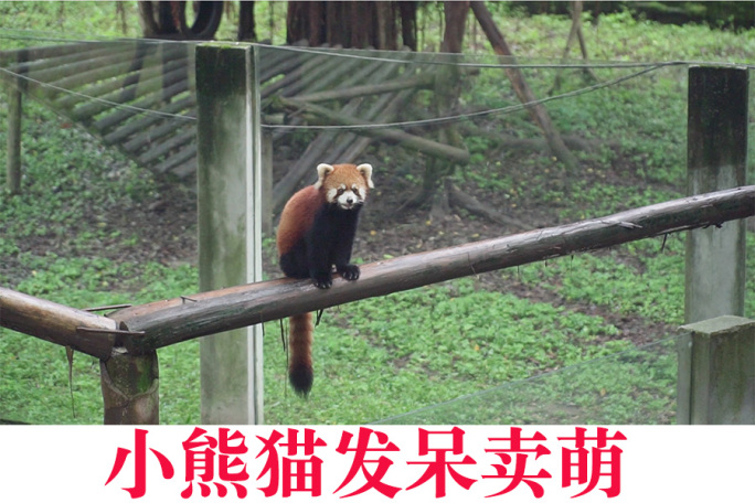 动物园小熊猫卖萌发呆吃东西跑步爬树