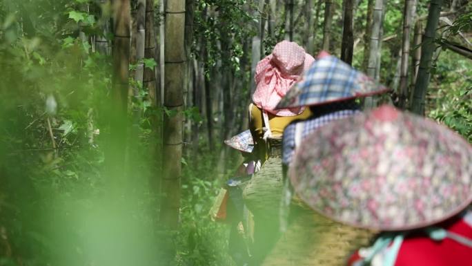 实拍十大名茶太平猴魁村民上山采茶