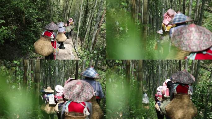 实拍十大名茶太平猴魁村民上山采茶