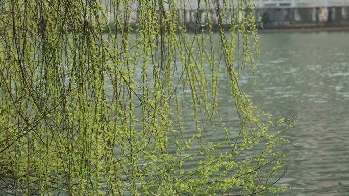 江南春天江水水波波纹柳树嫩芽枝条微风春风