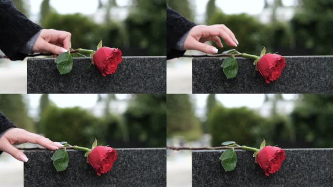 墓地坟墓送花玫瑰花纪念
