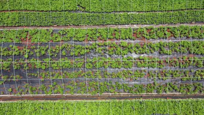 横州茉莉花盆栽基地4K航拍