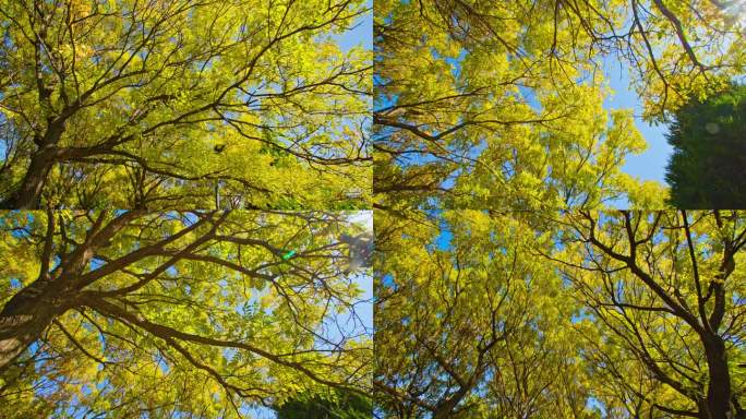 金色秋天-金黄树叶大树-升格