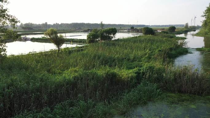 兴化原生态湿地