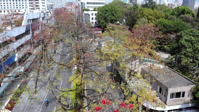 航拍广州陵园西路木棉花