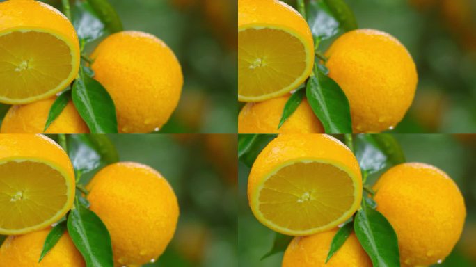 橙子  枝头 切开的橙子