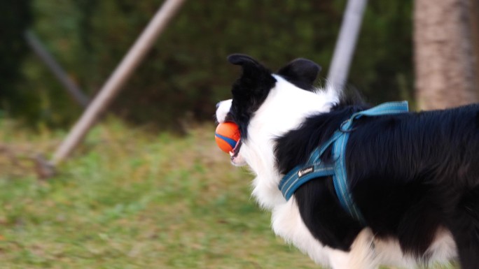 边牧牧羊犬玩球