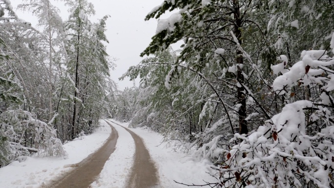 森林雪路