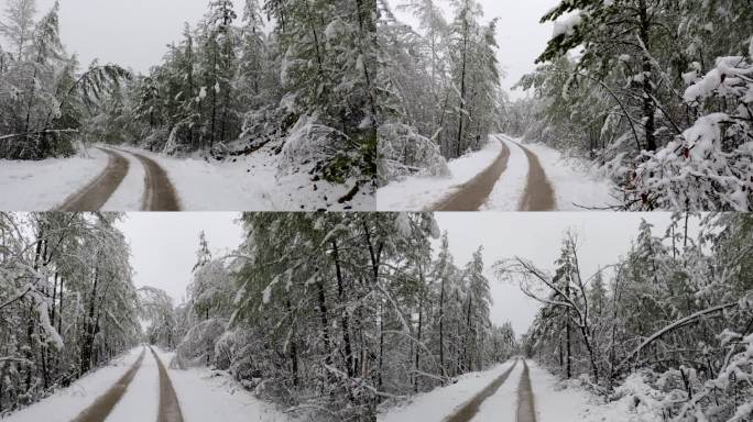 森林雪路