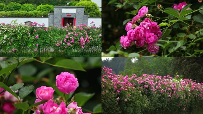 实拍美丽乡村田园风光 蔷薇花 花