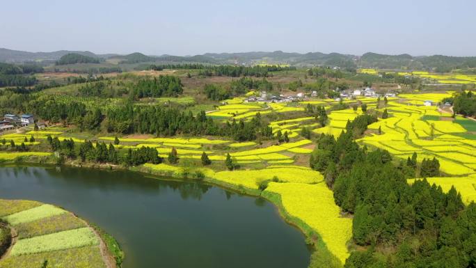 四川德阳罗江：葫芦嘴油菜花美如画