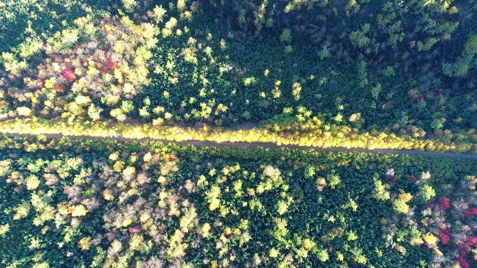 航拍秋季五彩森林山路