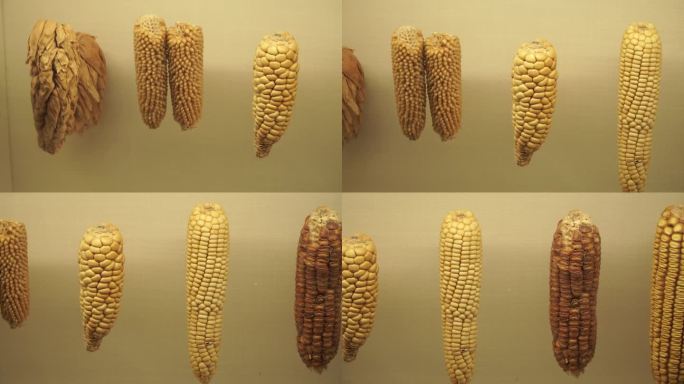 多种玉米玉蜀黍粗粮标本