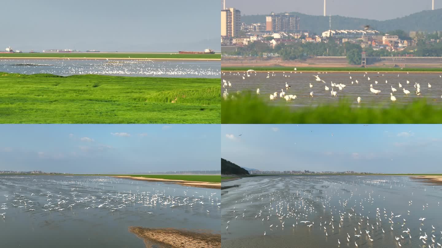 候鸟群 湿地 航拍 4k