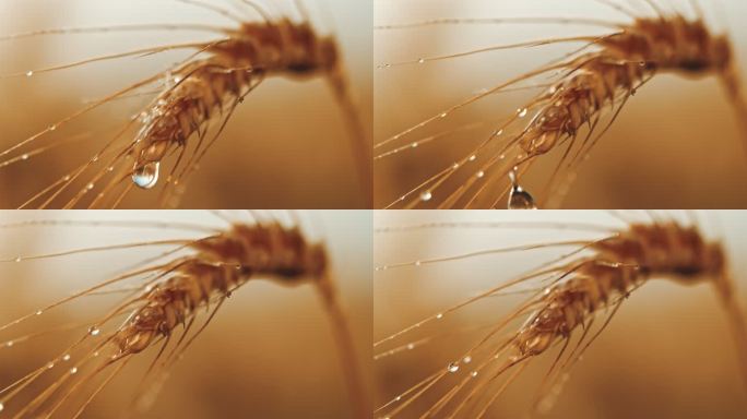 SLO-MO水滴落在小麦穗上